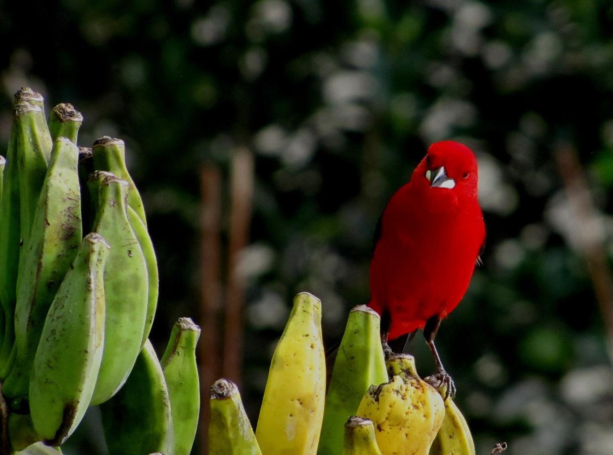 Pousada Marimba Trindade  Esterno foto